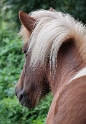 Tiere Mecklenburgische Seenplatte SAM_4605 als Smartobjekt-1 Kopie